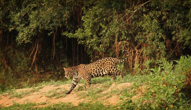 Jaguar Walking on Bank