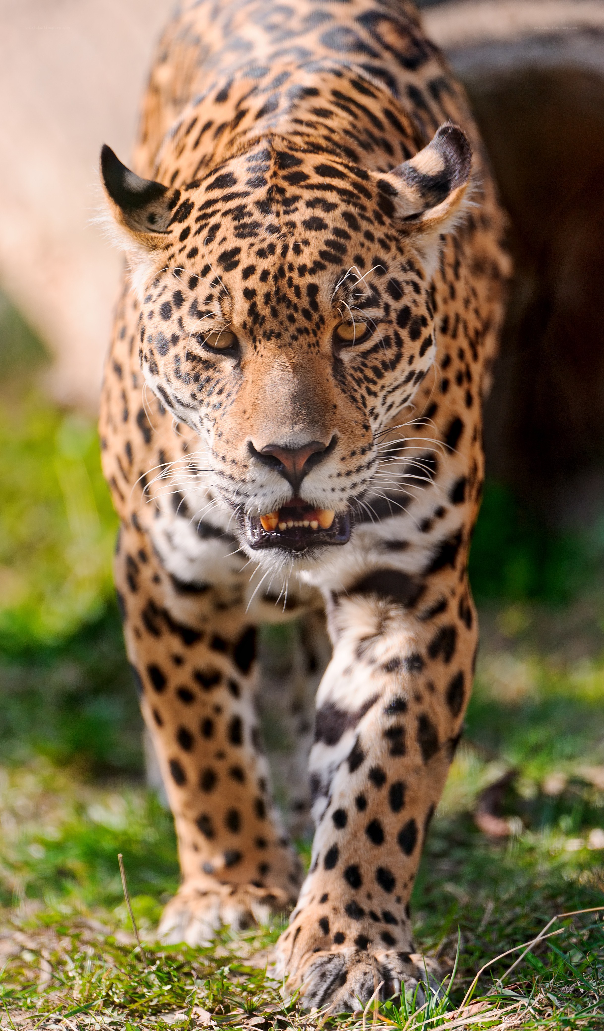 Jaguar walking on grass
