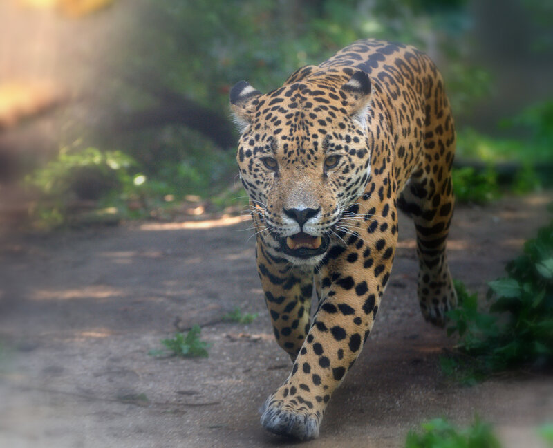 Jaguar Walking on Path