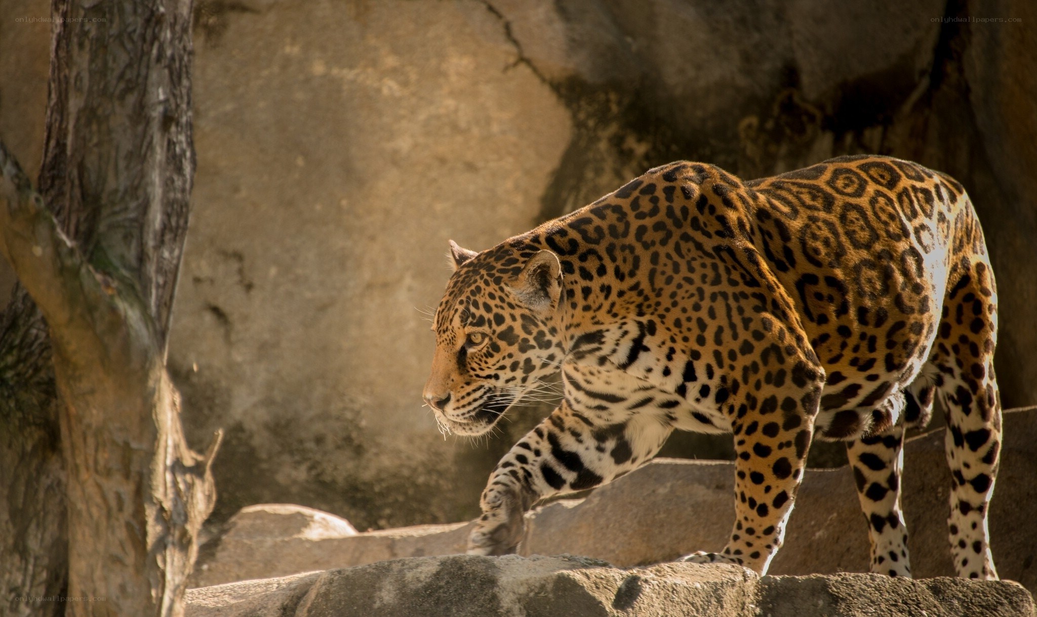Jaguar walking on rocks