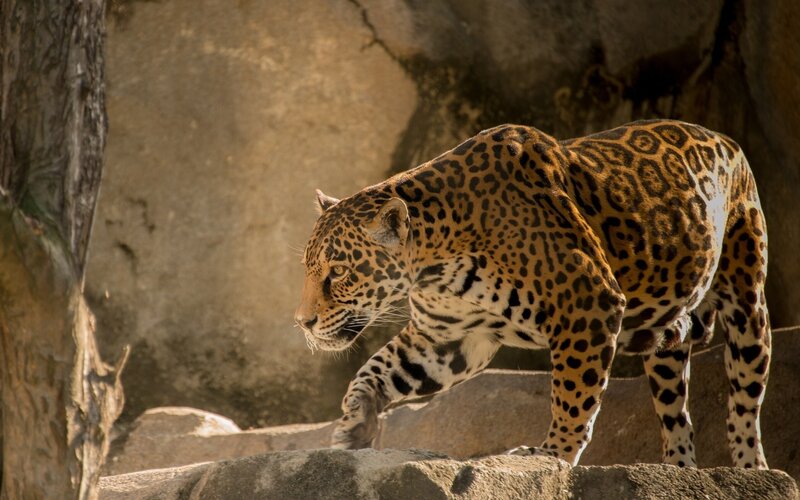 Jaguar Walking on Rocks — Brown, Alert