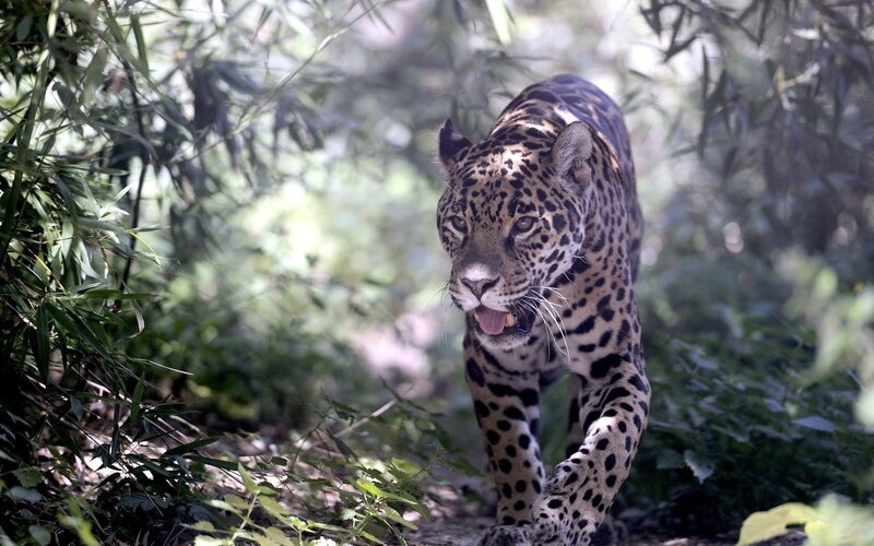 Jaguar walking through forest