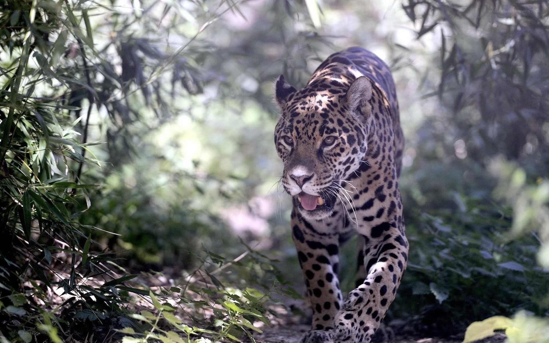 Jaguar walking through forest