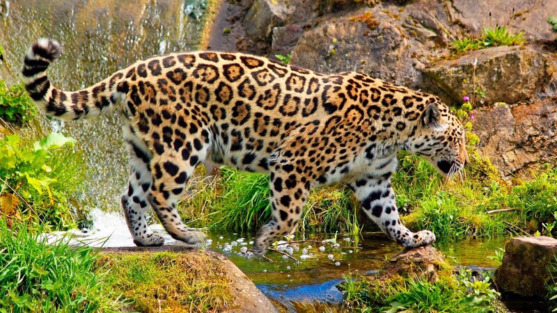 Jaguar Walking Through Stream — Green