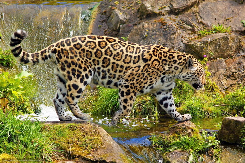 Jaguar Walking Through Stream
