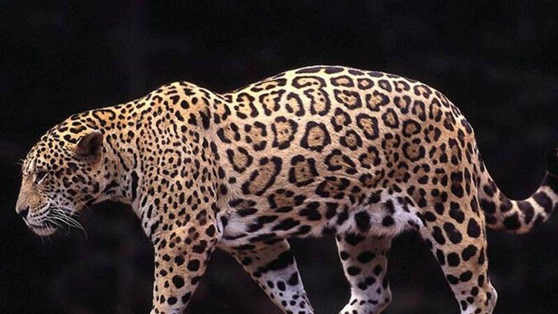 Jaguar Walking