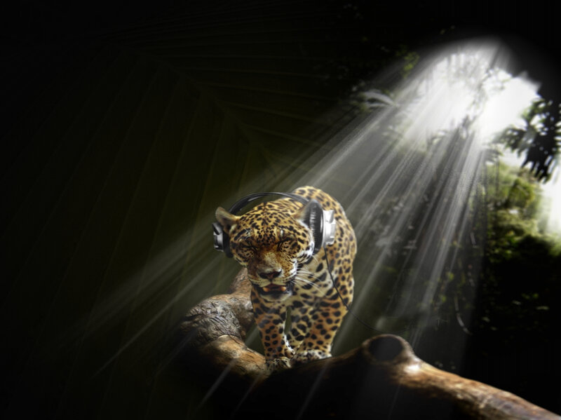 jaguar with headphones in jungle