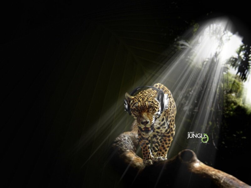 Jaguar with headphones in jungle