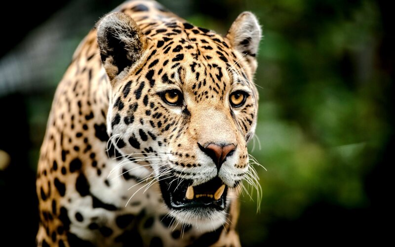 Jaguar with Open Mouth