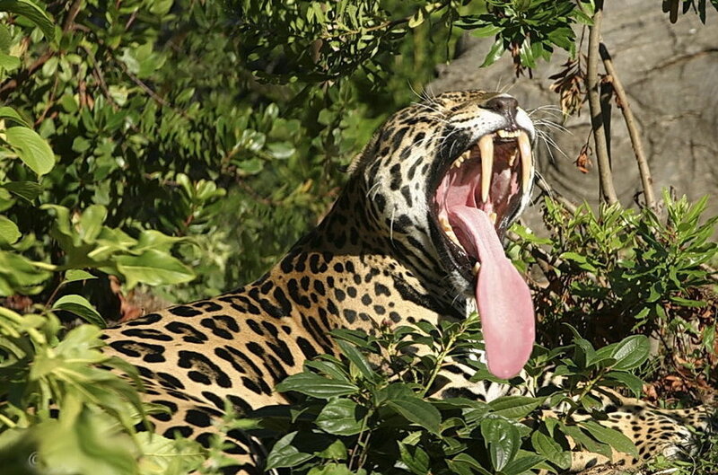 Jaguar yawning in foliage