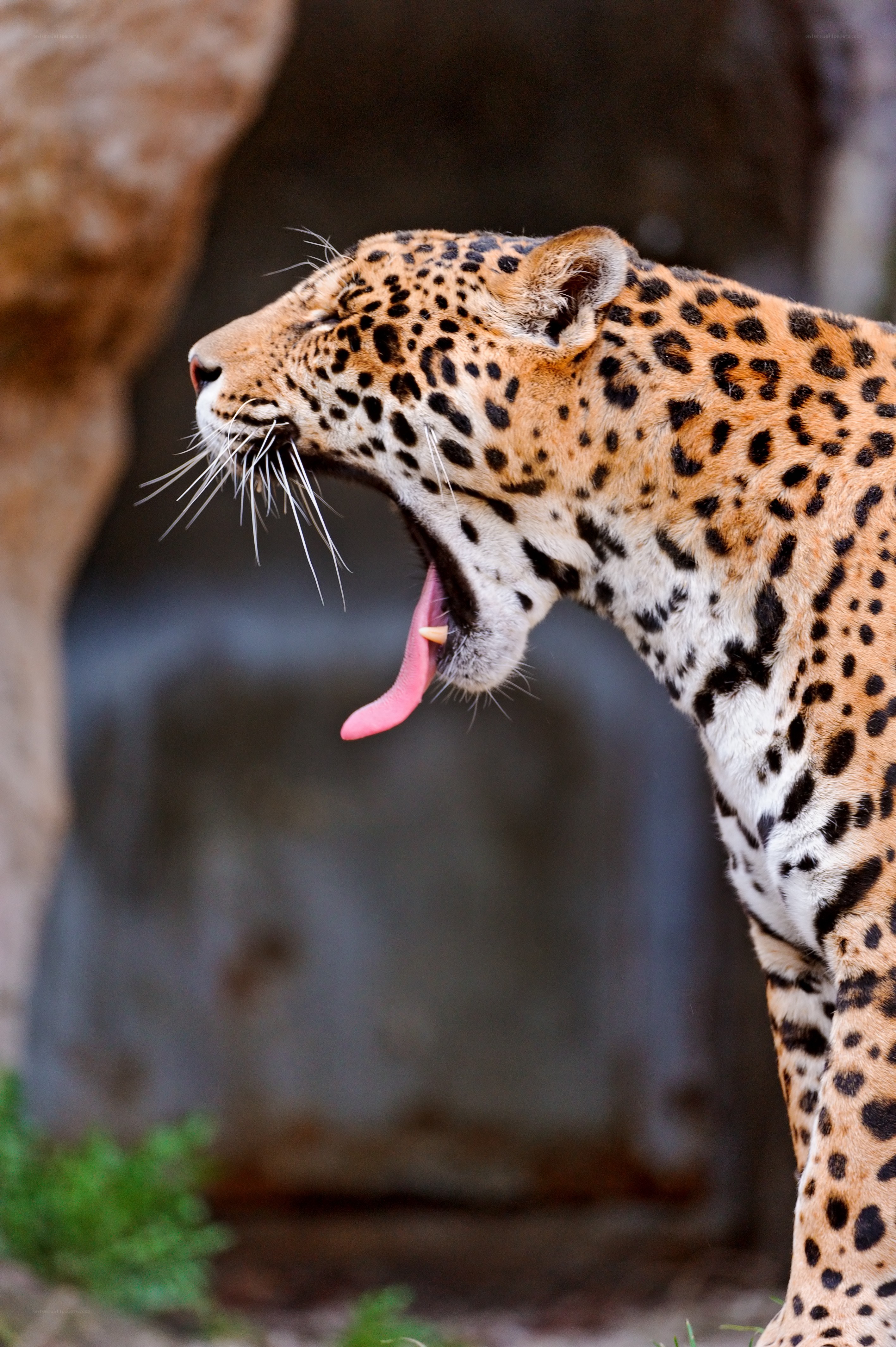 Jaguar yawning in profile