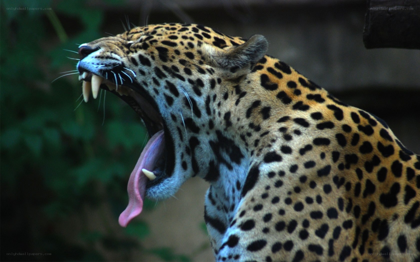 Jaguar yawning in the wild