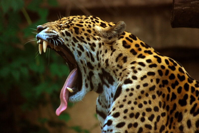 Jaguar yawning in the wild