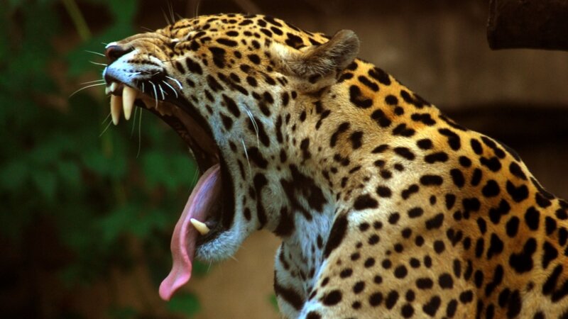Jaguar yawning in the wild