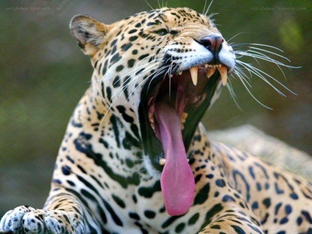 Jaguar yawning widely