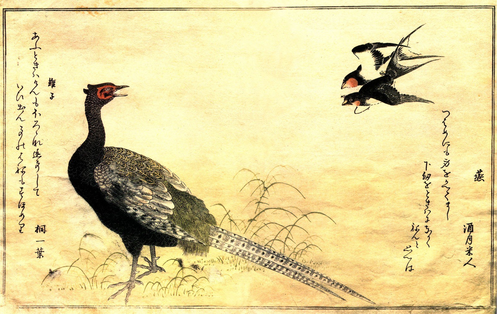 Japanese bird illustration