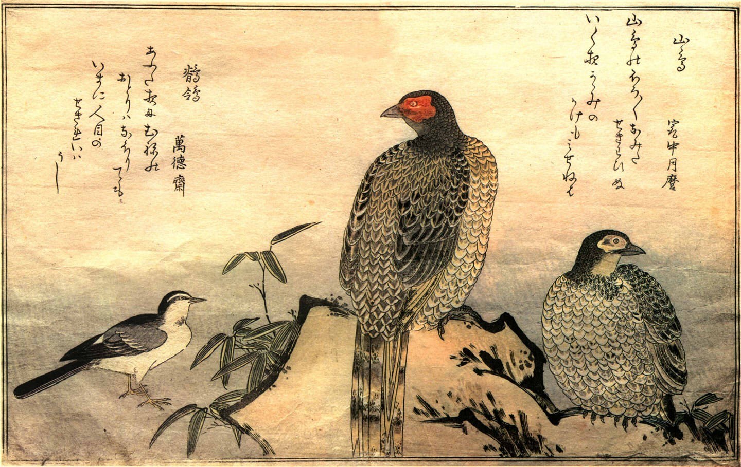 Japanese bird illustration