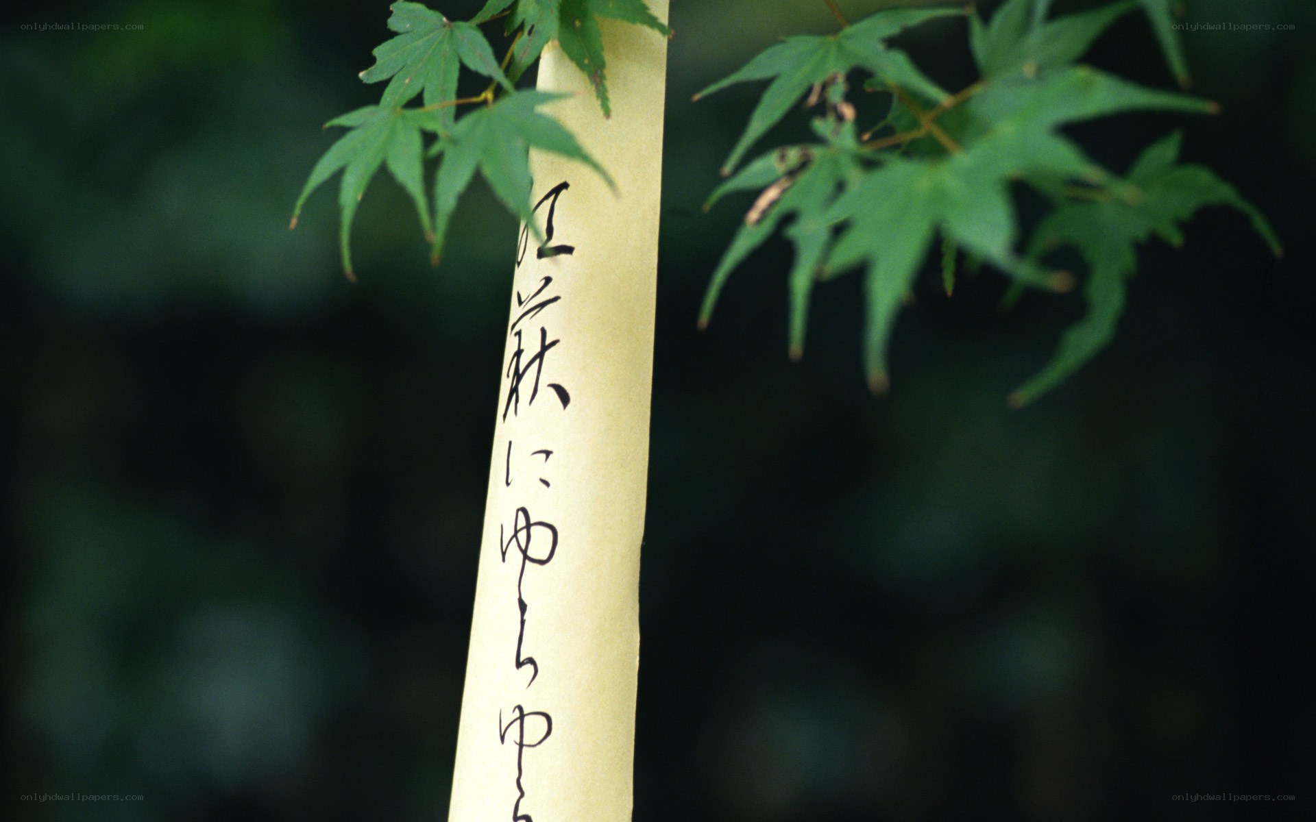 Japanese calligraphy on a leaf