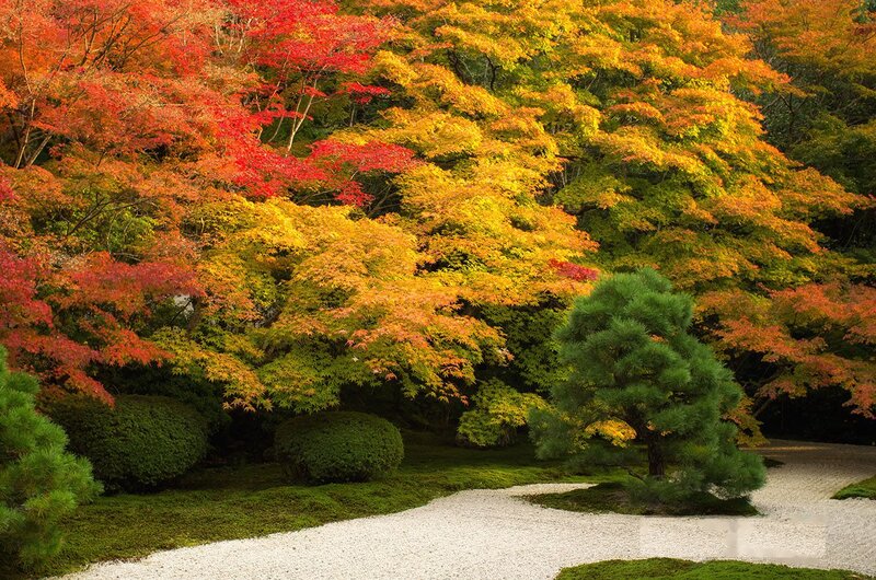 Japanese Garden in Autumn — Red, Serene, Photograph, Maple Trees