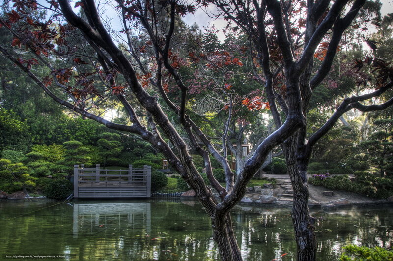Japanese Garden Pond — Green, Serene, Afternoon, Photograph, Trees, Bridge, Koi Fish