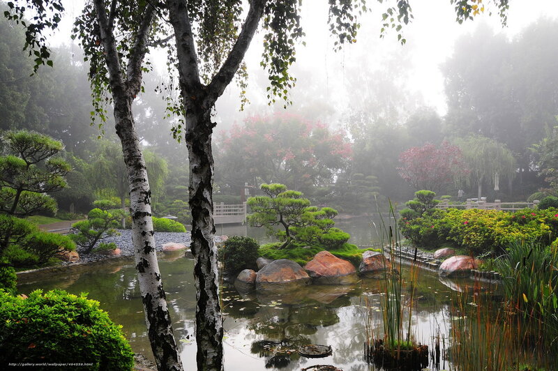 Japanese Garden Pond — Green, Serene, Morning, Photograph, Trees