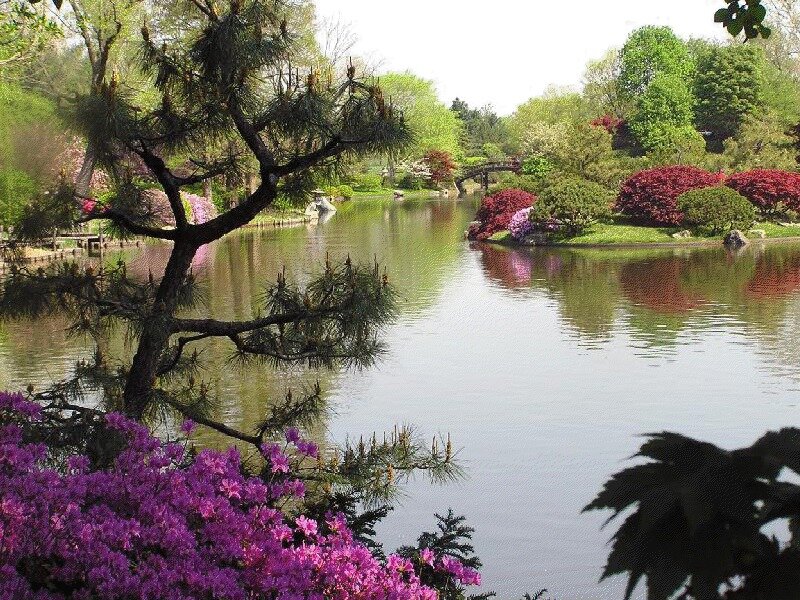 Japanese Garden Pond — Purple