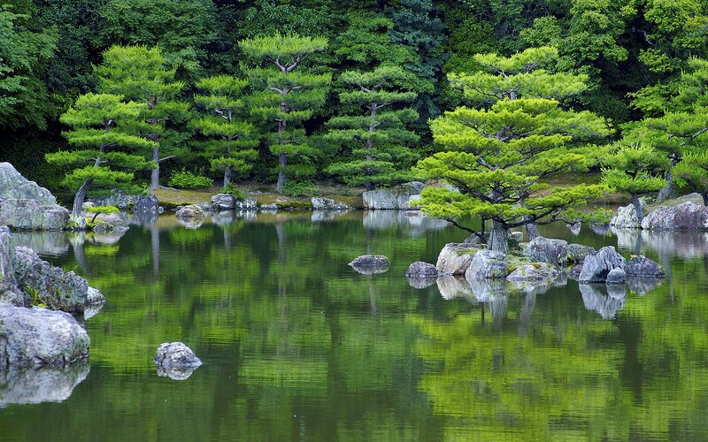 Japanese garden pond scene