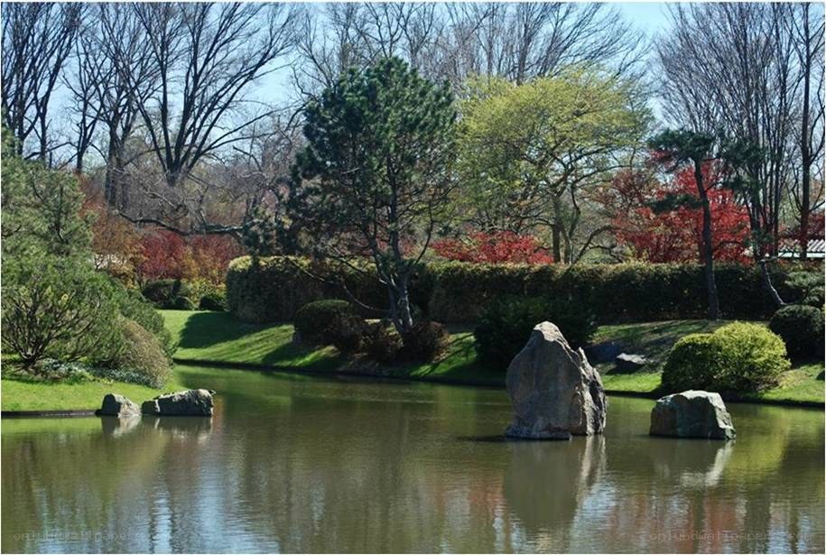 Japanese garden pond scene