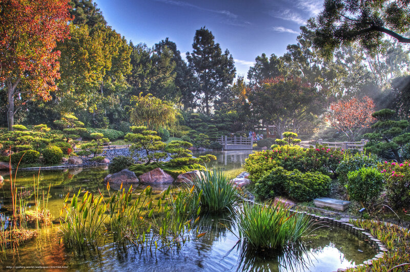 Japanese garden pond scene