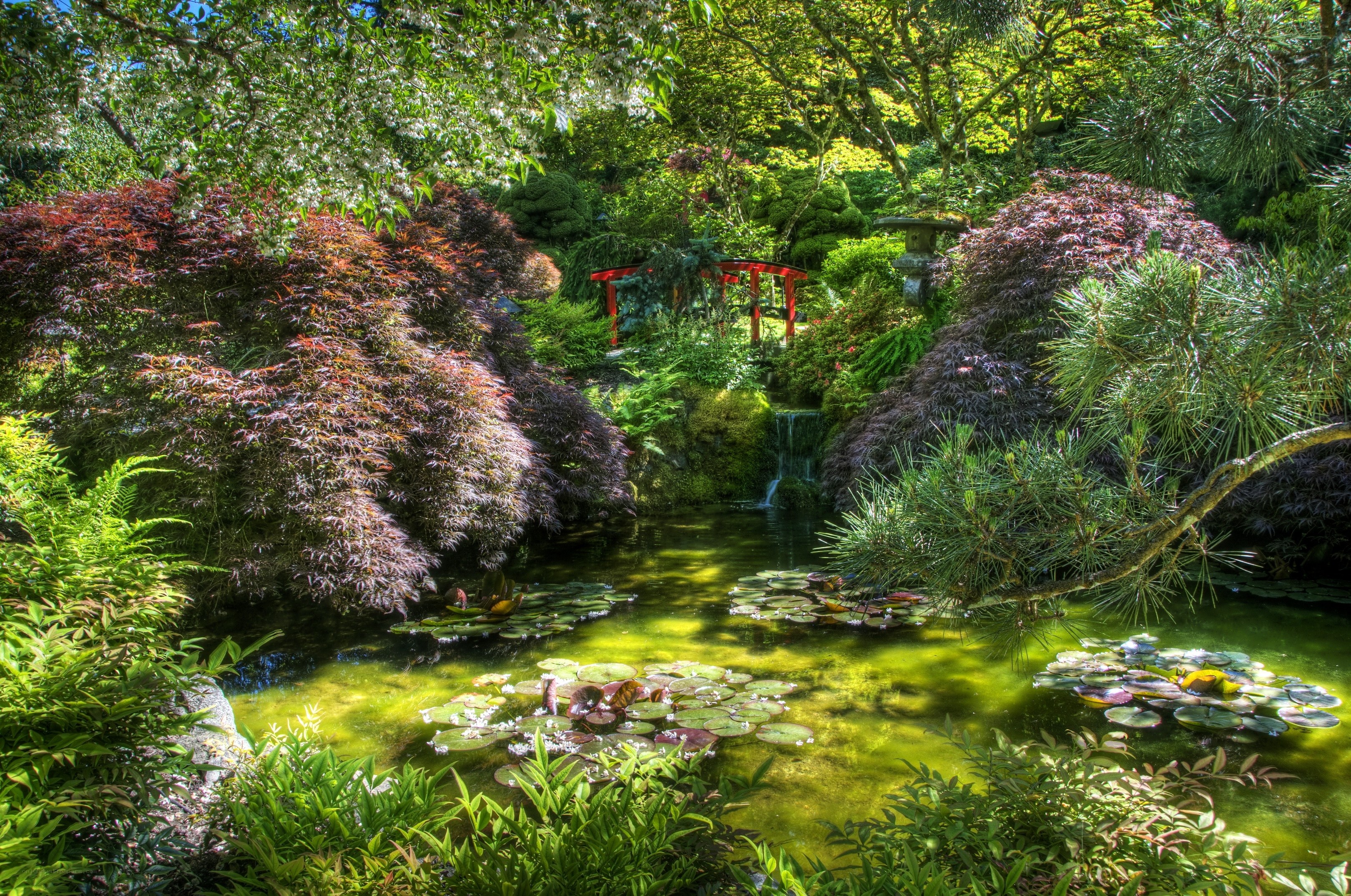 Japanese garden pond scene