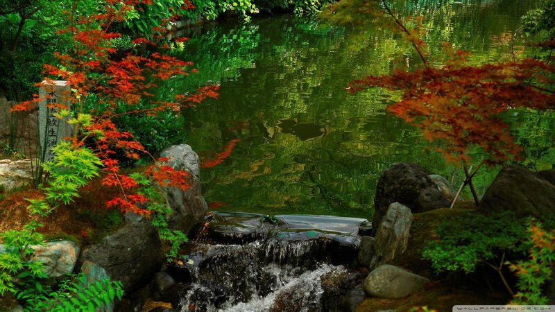 Japanese garden pond with koi