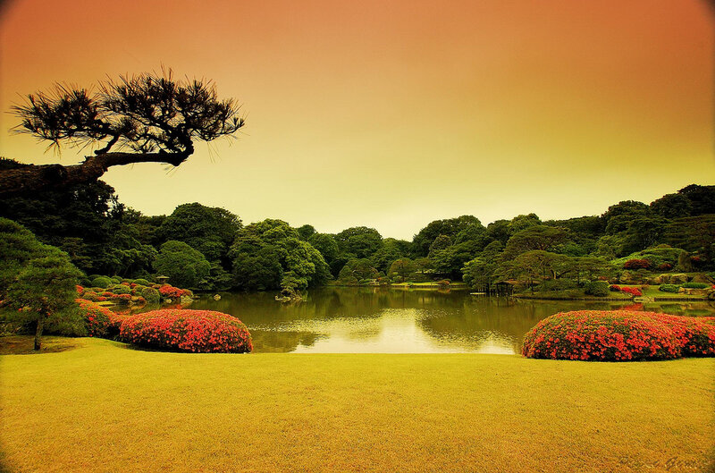 Japanese Garden Pond — Yellow