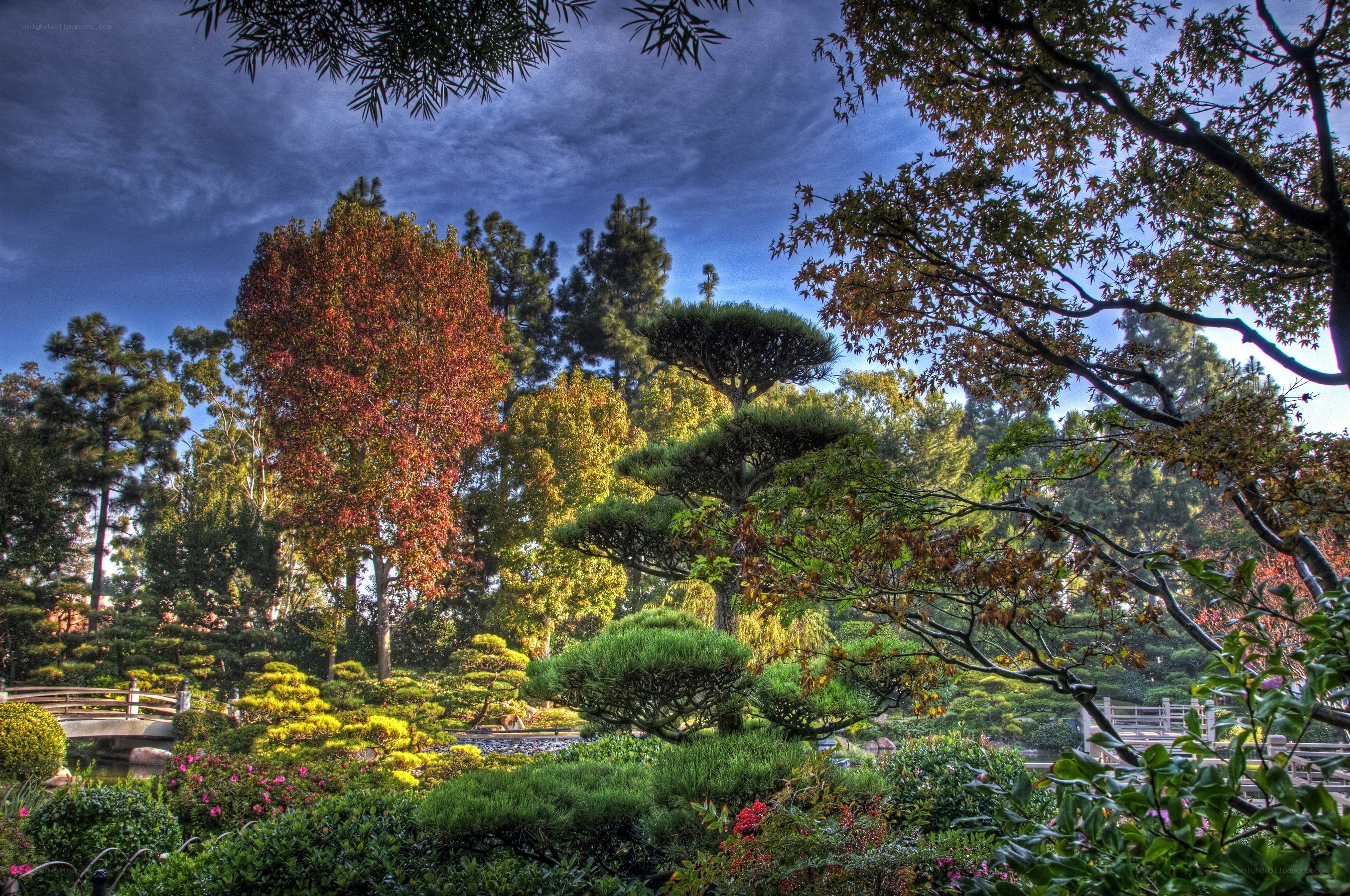 Japanese garden with autumn trees