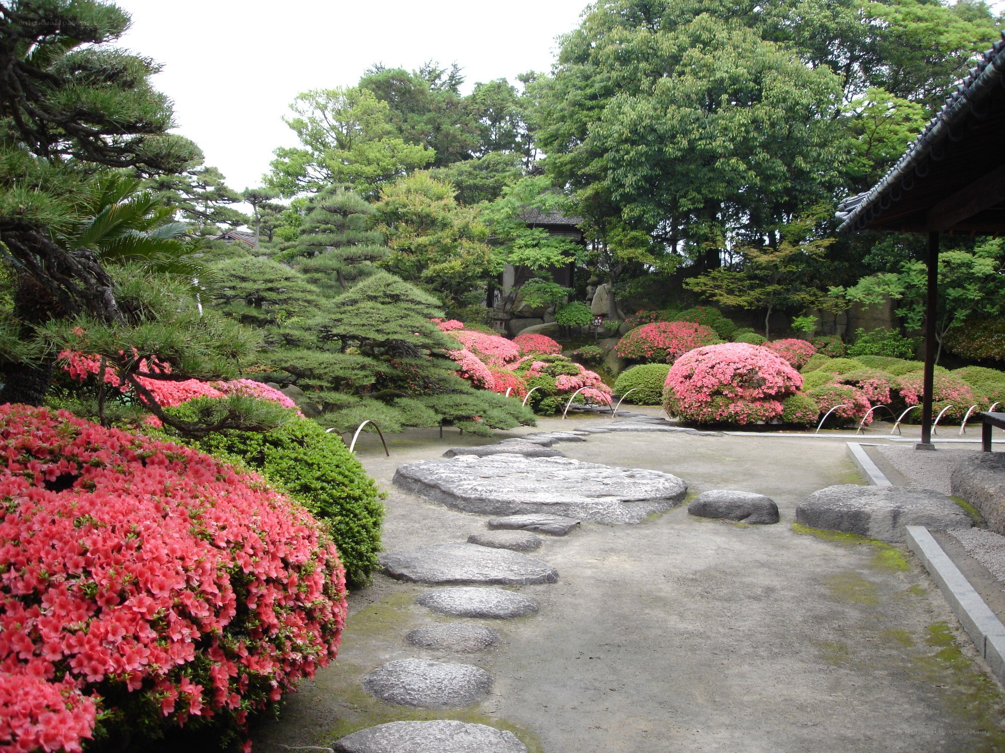 Japanese garden with azaleas