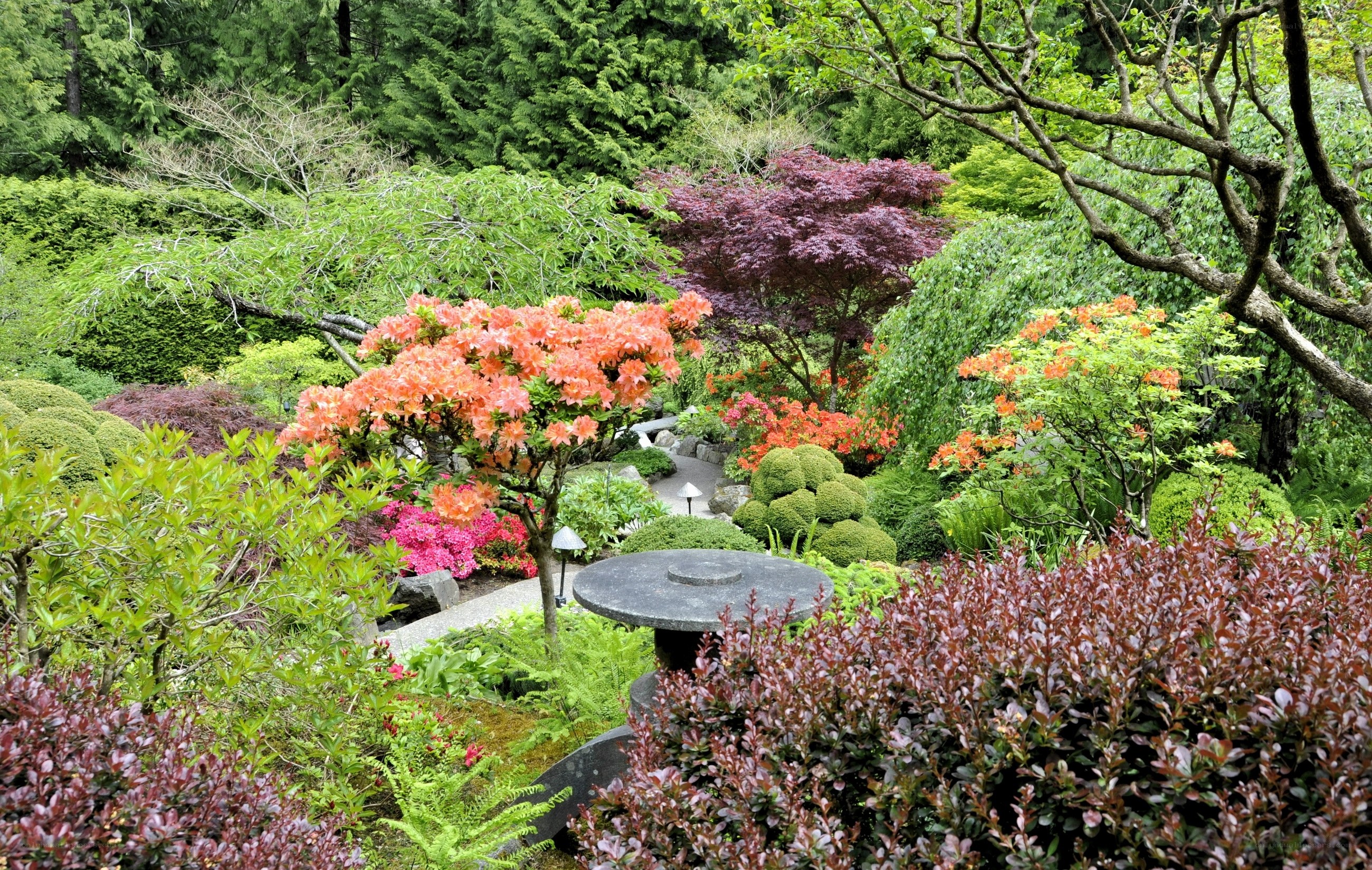 Japanese garden with azaleas