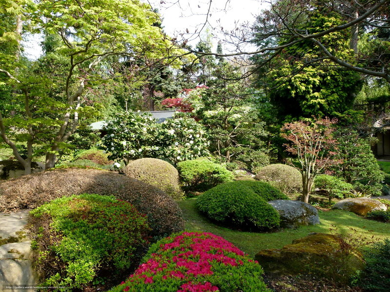 Japanese garden with blooming flowers
