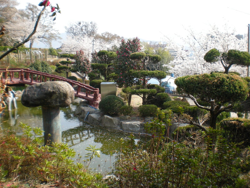 Japanese garden with cherry blossoms