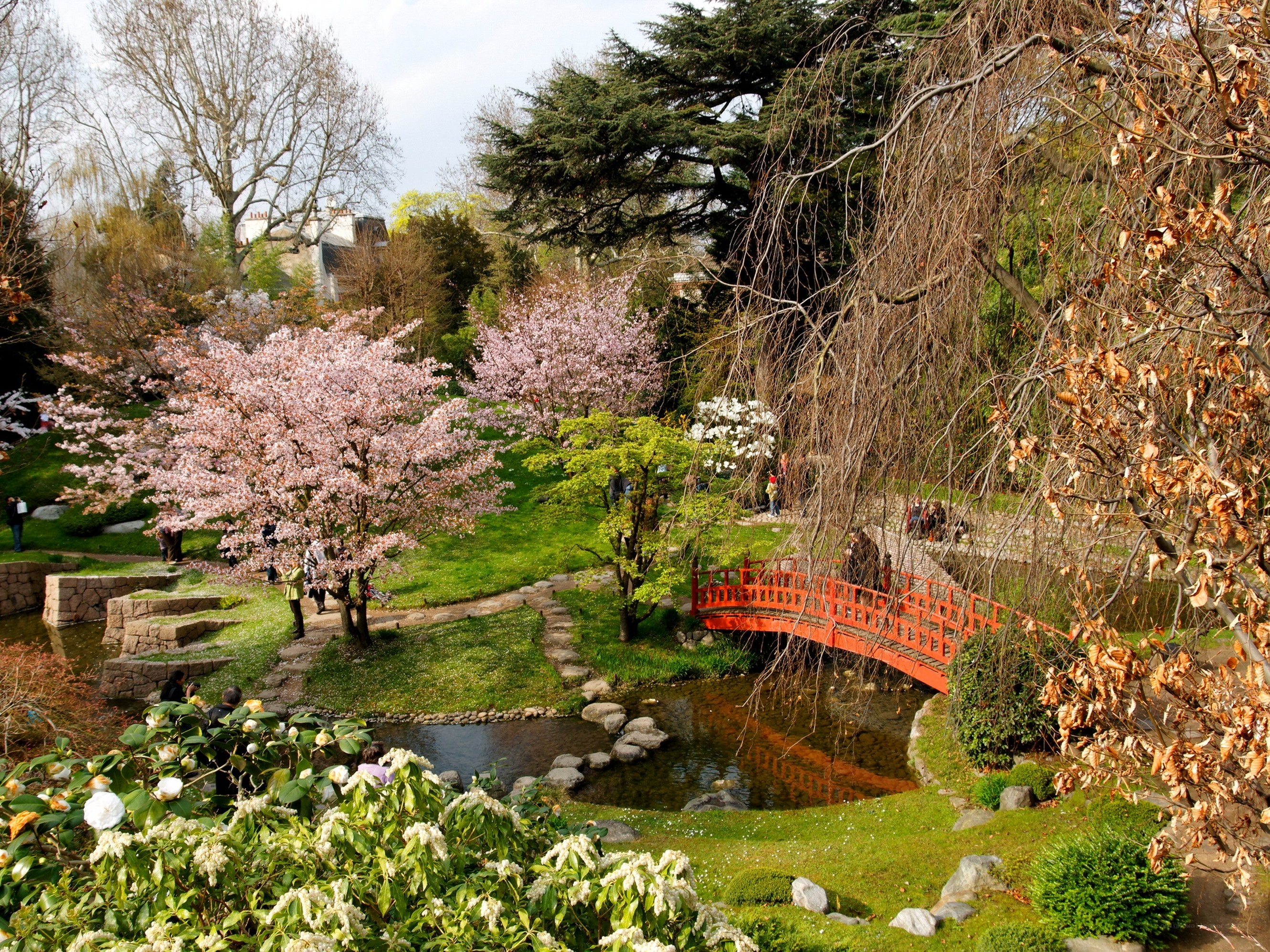 Japanese garden with cherry blossoms
