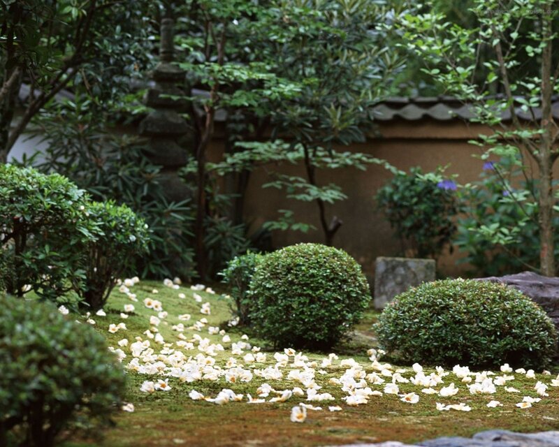 Japanese garden with fallen petals