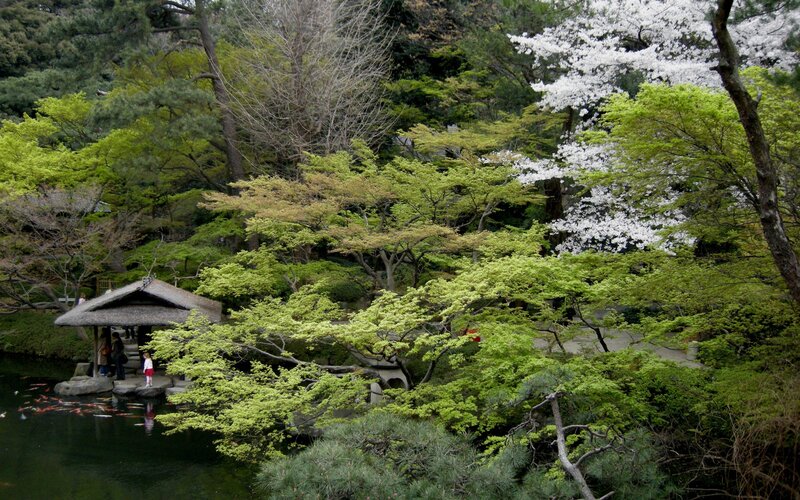 Japanese garden with koi pond