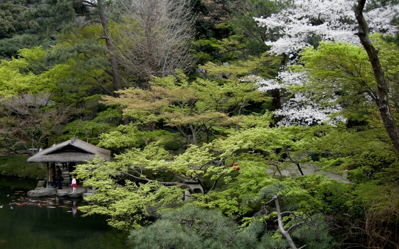 Japanese garden with koi pond