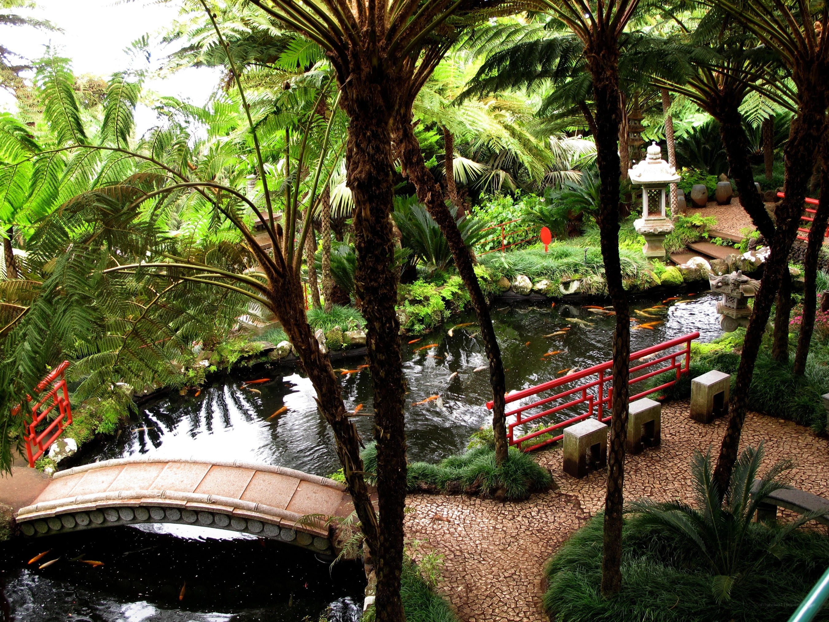 Japanese garden with koi pond