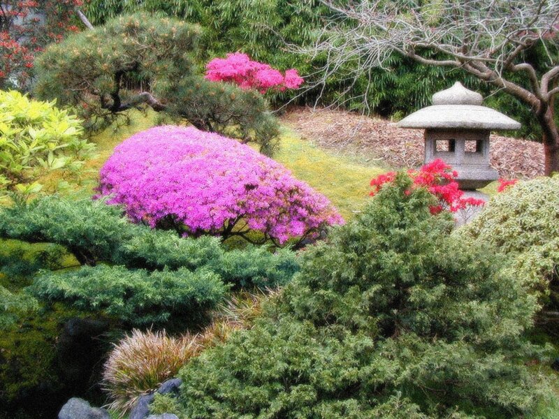 Japanese Garden with Lantern — Pink