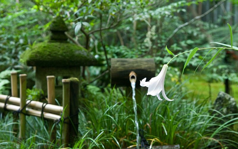 Japanese garden with lily and water feature