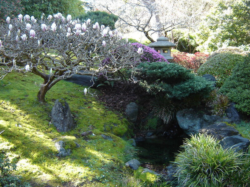 Japanese garden with magnolia tree