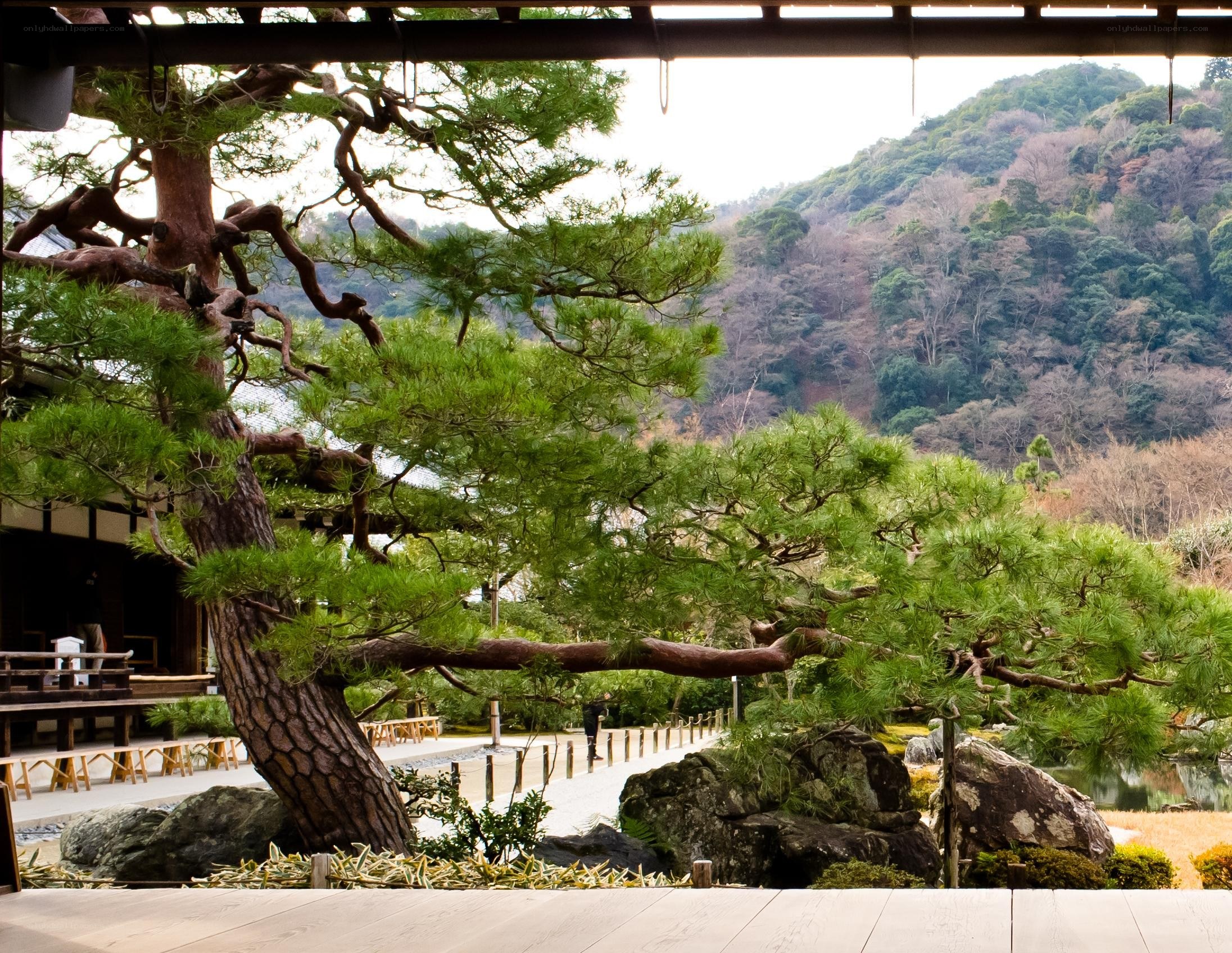Japanese garden with pine tree