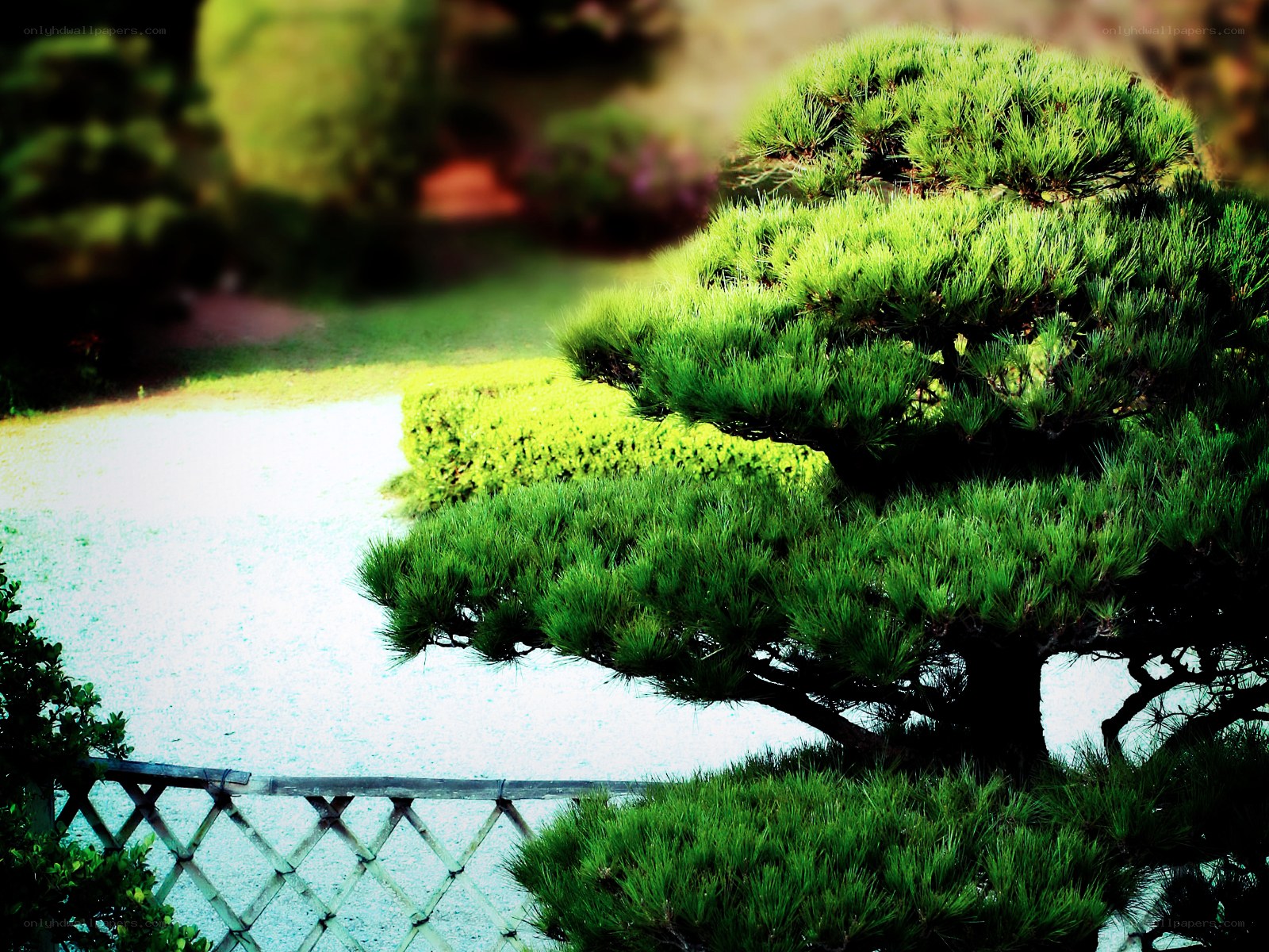 Japanese garden with pine tree