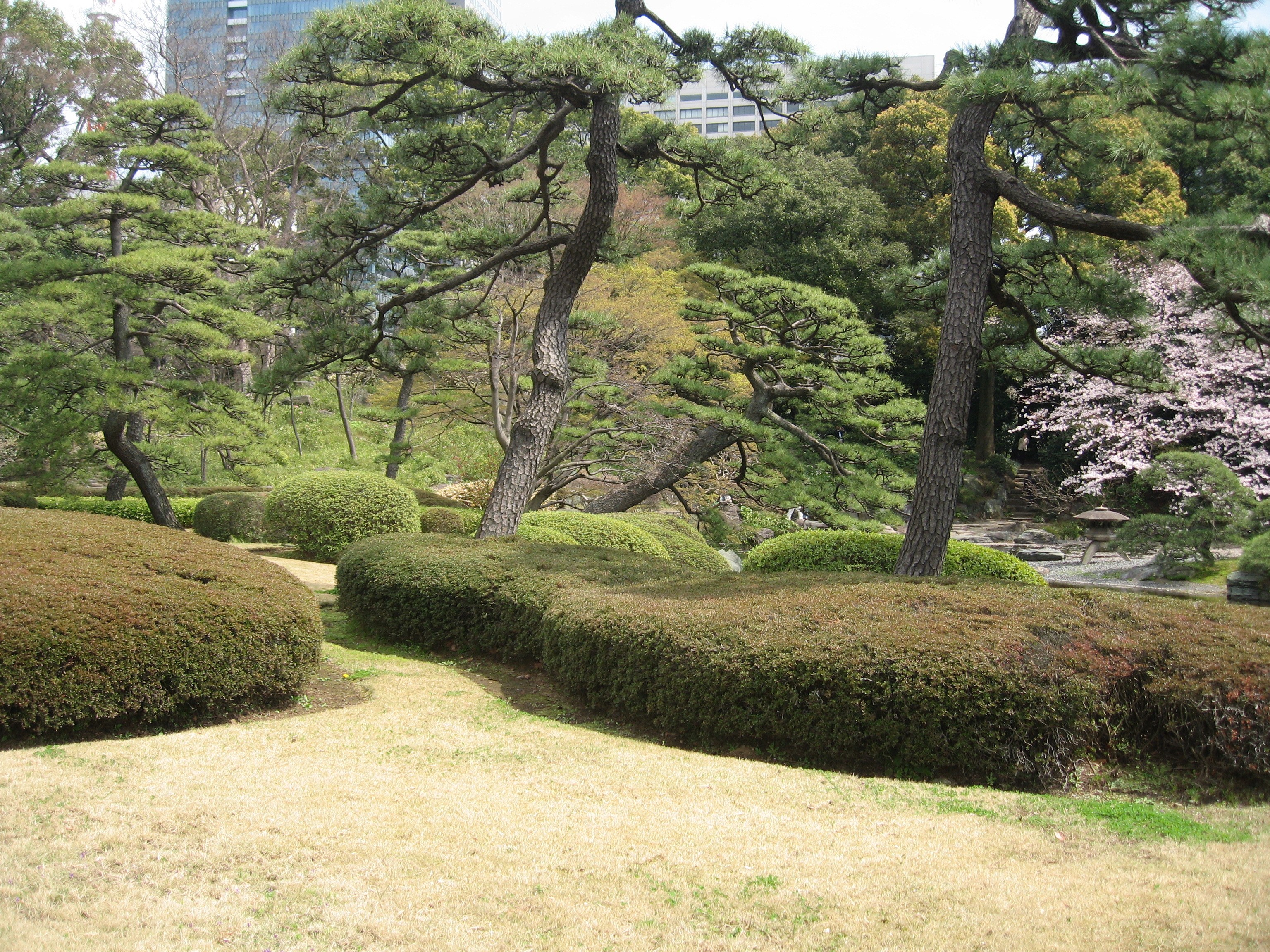 Japanese garden with pine trees