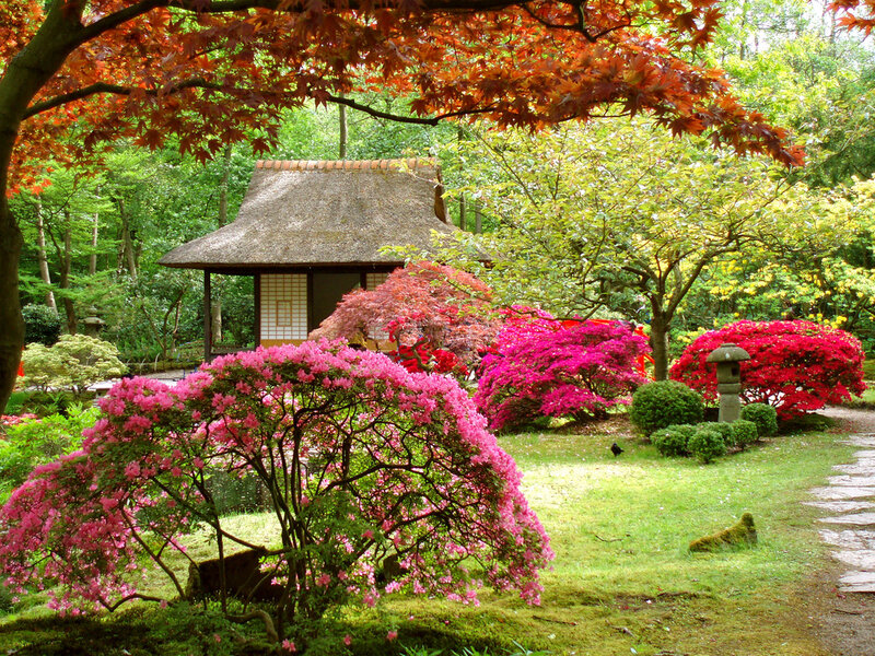 Japanese garden with pink azaleas