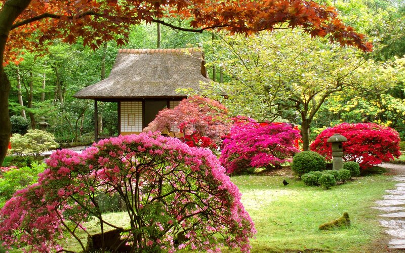 Japanese garden with pink flowers